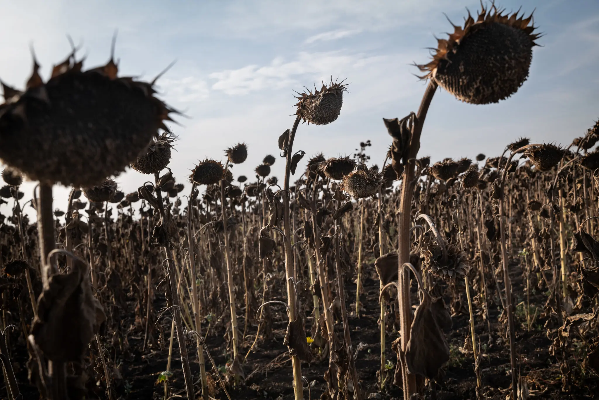 Reportage dall'Ucraina: la prima linea delle 100 miglia della morte